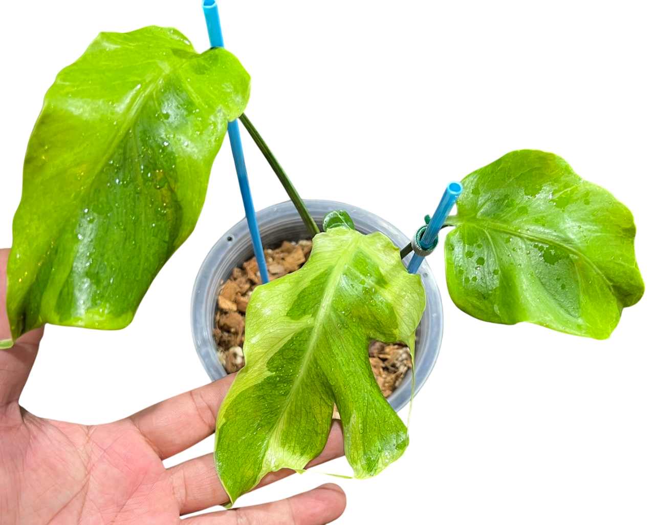 Monstera deliciosa “Flamicito” Variegated - Actual Plant