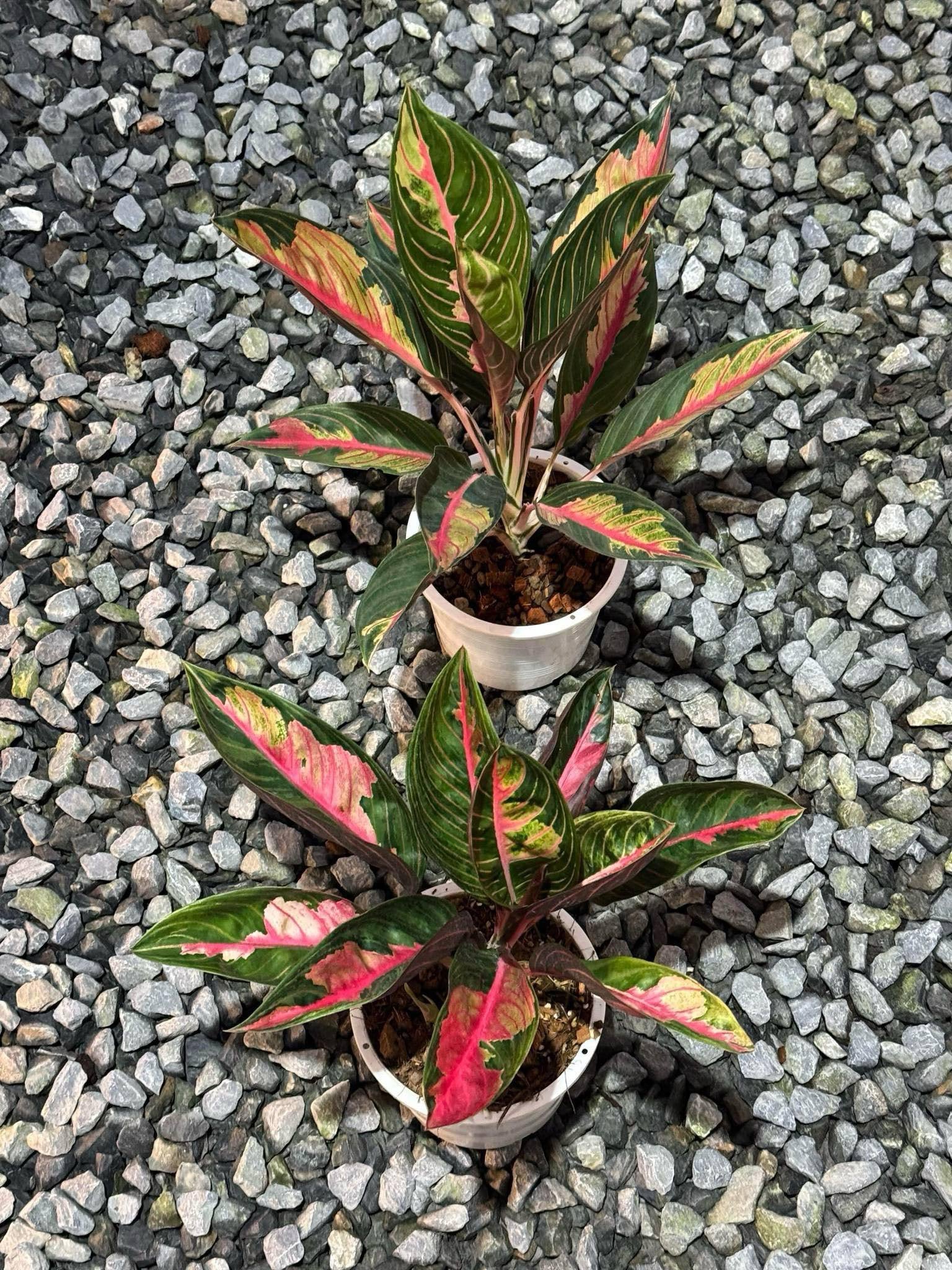 aglaonema thai siam Aglonema crown of siam (rare aglonema)1 plant