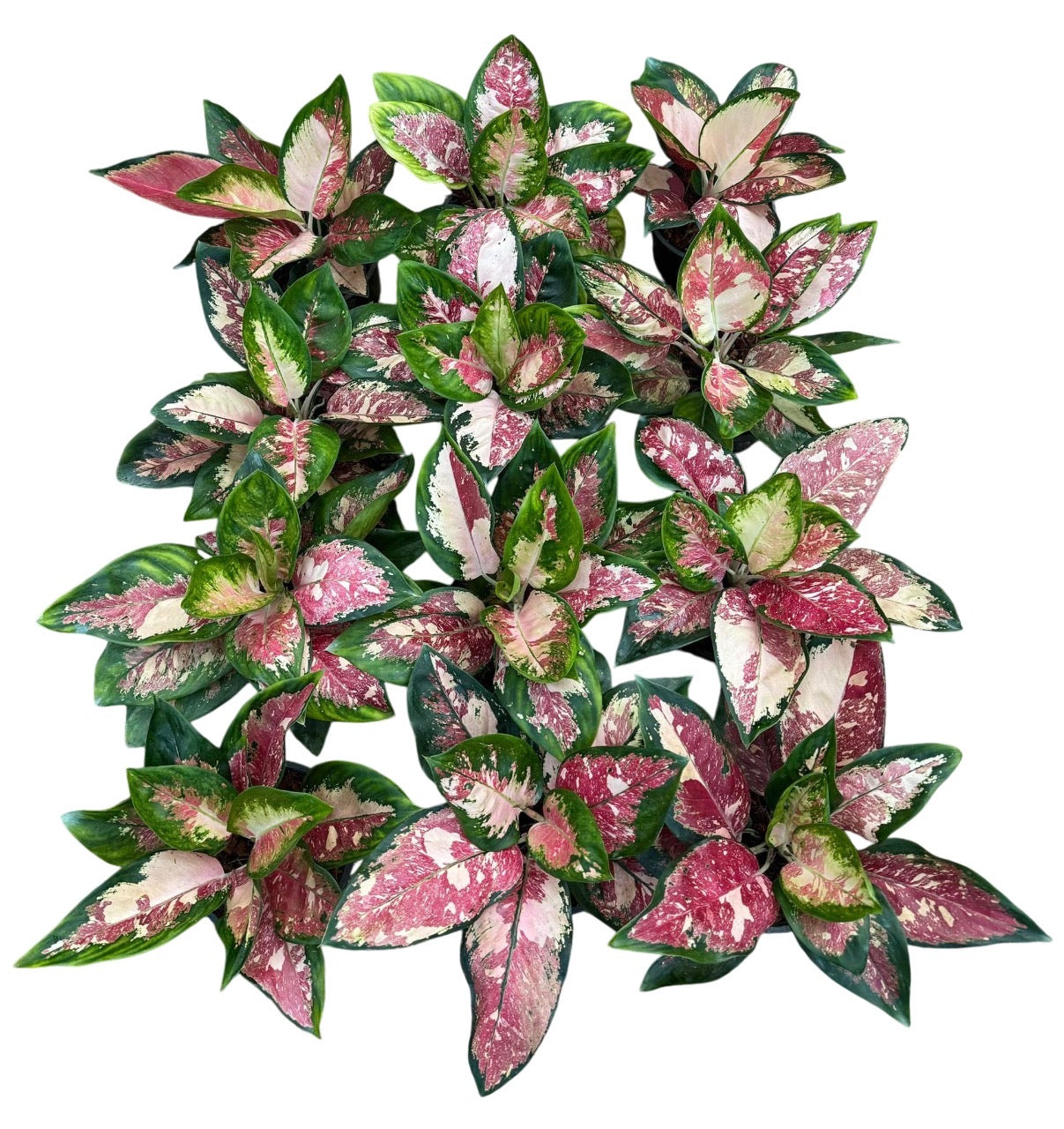 aglaonema cochin pink Aglaonema “Tricolor Cochin” 1plant – Lucky Plants Thailand