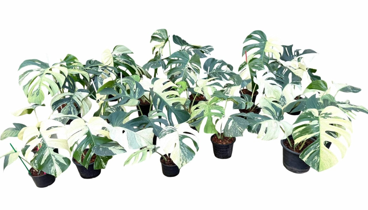 monstera deliciosa borsigiana mint variegata Monstera Borsigiana Mint – Lucky Plants Thailand