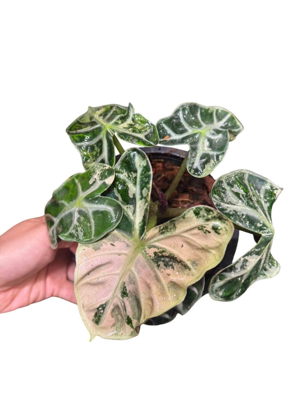 Alocasia Heart Balloon Pink Variegated – Lucky Plants Thailand