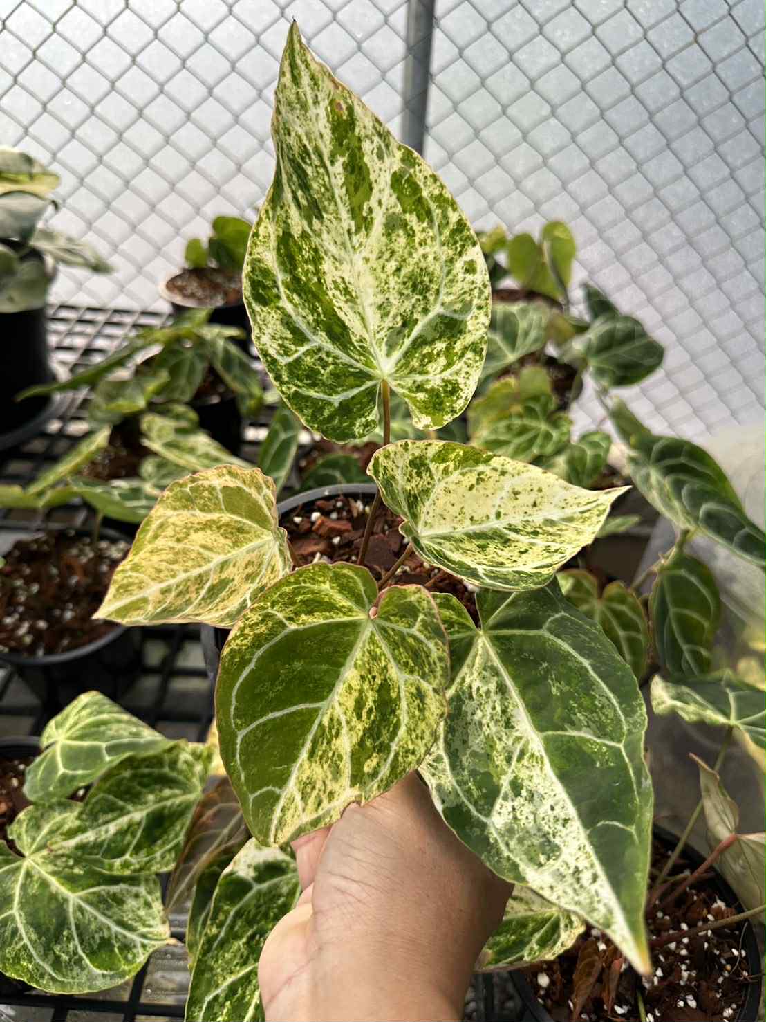 Anthurium Crystallianum variegated