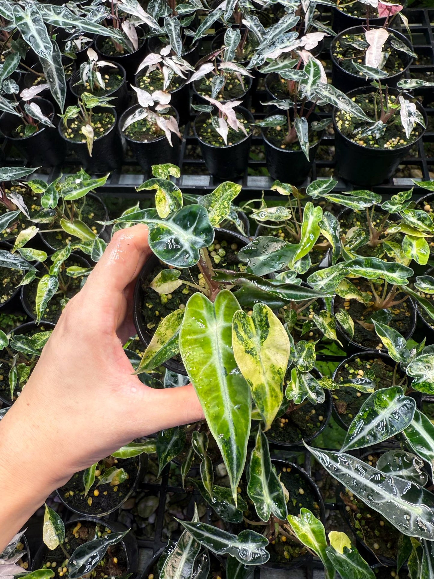 Alocasia bambino aurea var. set 10 plants