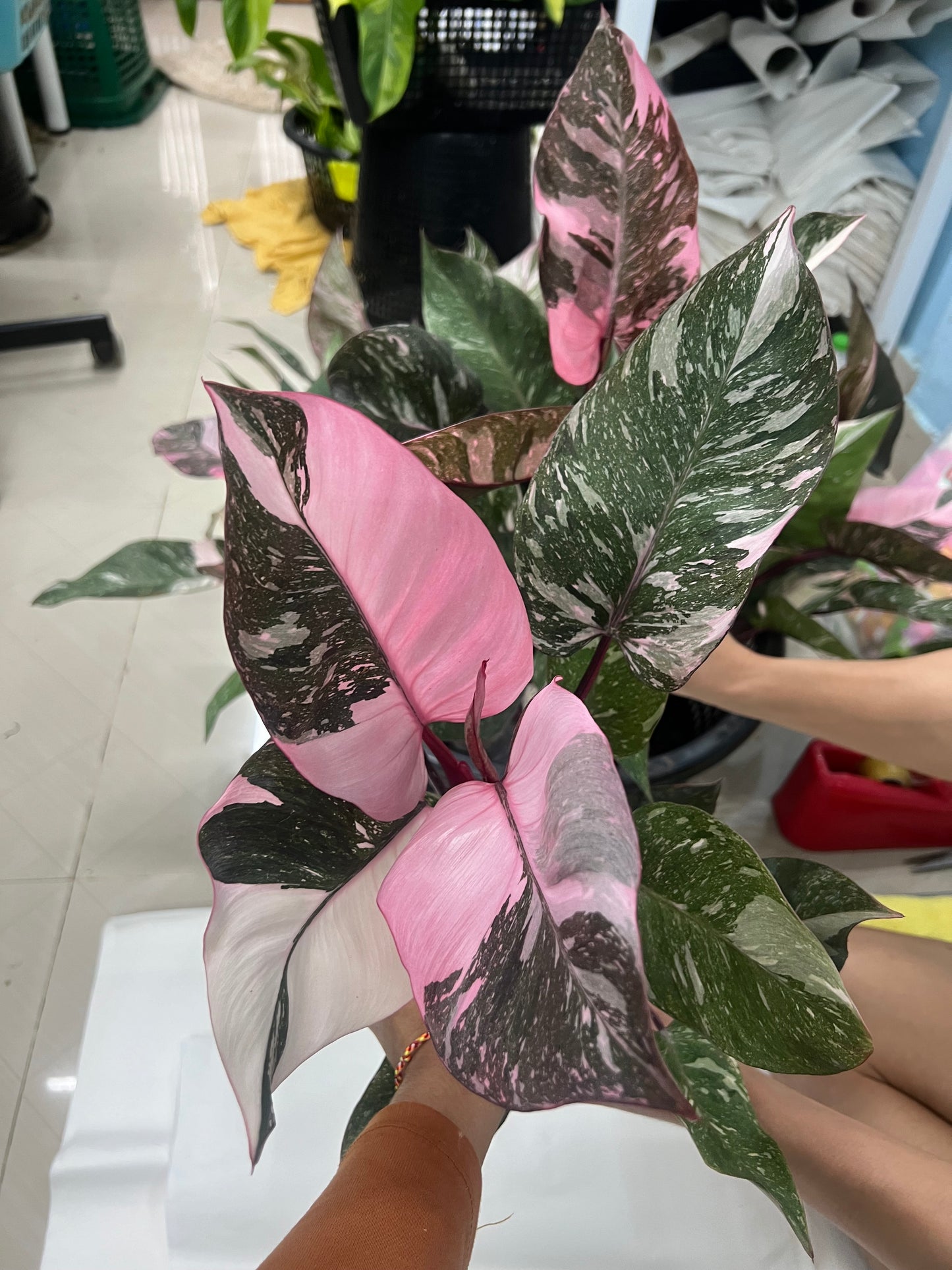 Philodendron Pink Princess Galaxy.Set of 5 plants