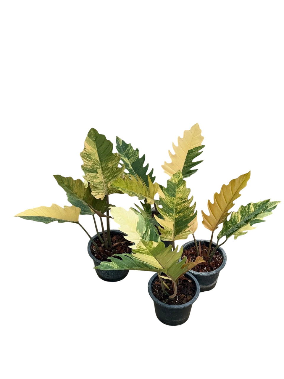 Philodendron Caramel Marble Variegated Wholesale Set of 5 Plants