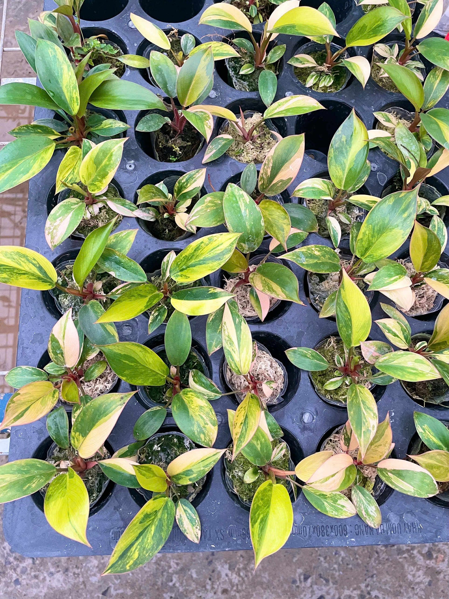 Philodendron Red Congo Variegated - Set of 10 Plants