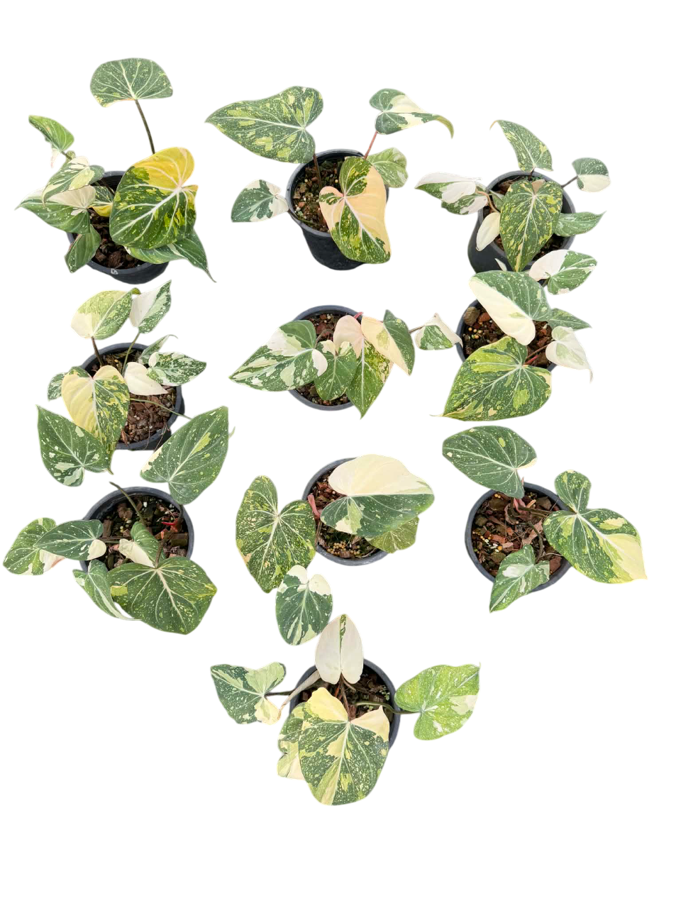 Philodendron Gloriosum Variegated Set of 10 plants SMALL SIZE