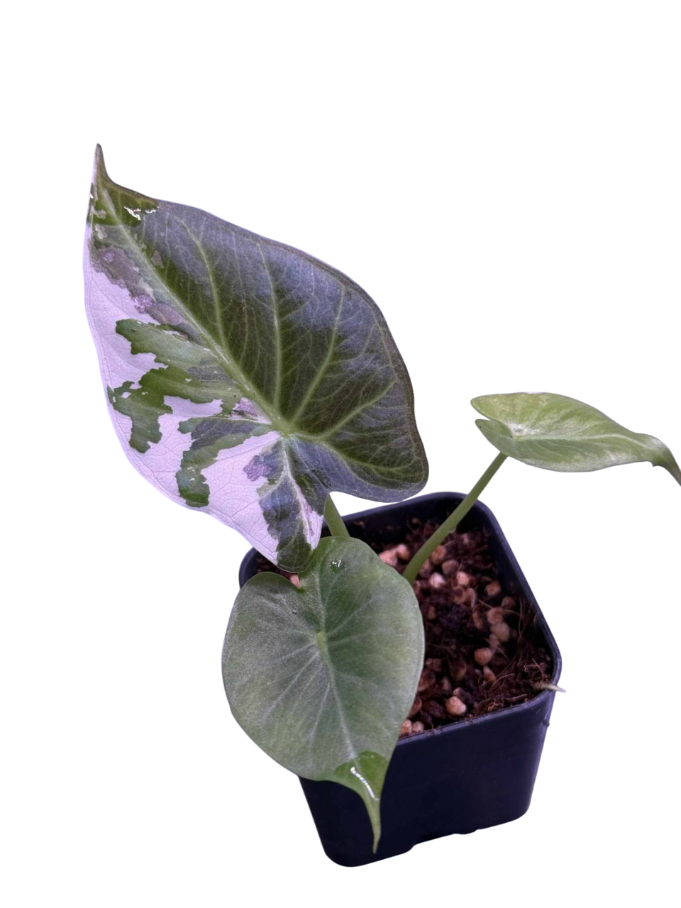 Alocasia Regal Shield albo