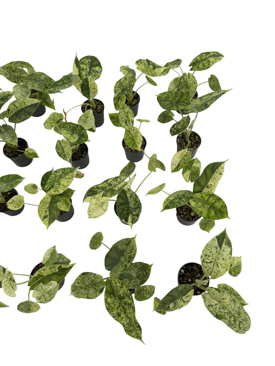 Alocasia Dragon Scale mint Variegated - Set of 5 Plants