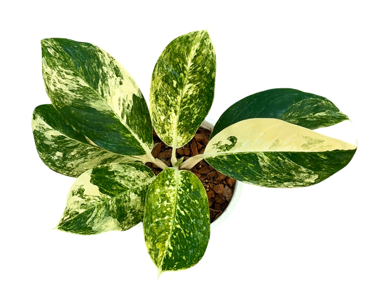 aglaonema marble Aglaonema Chat suwan (Rare plants)