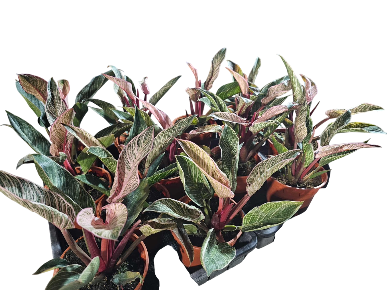 Philodendron Birkin pink Variegata