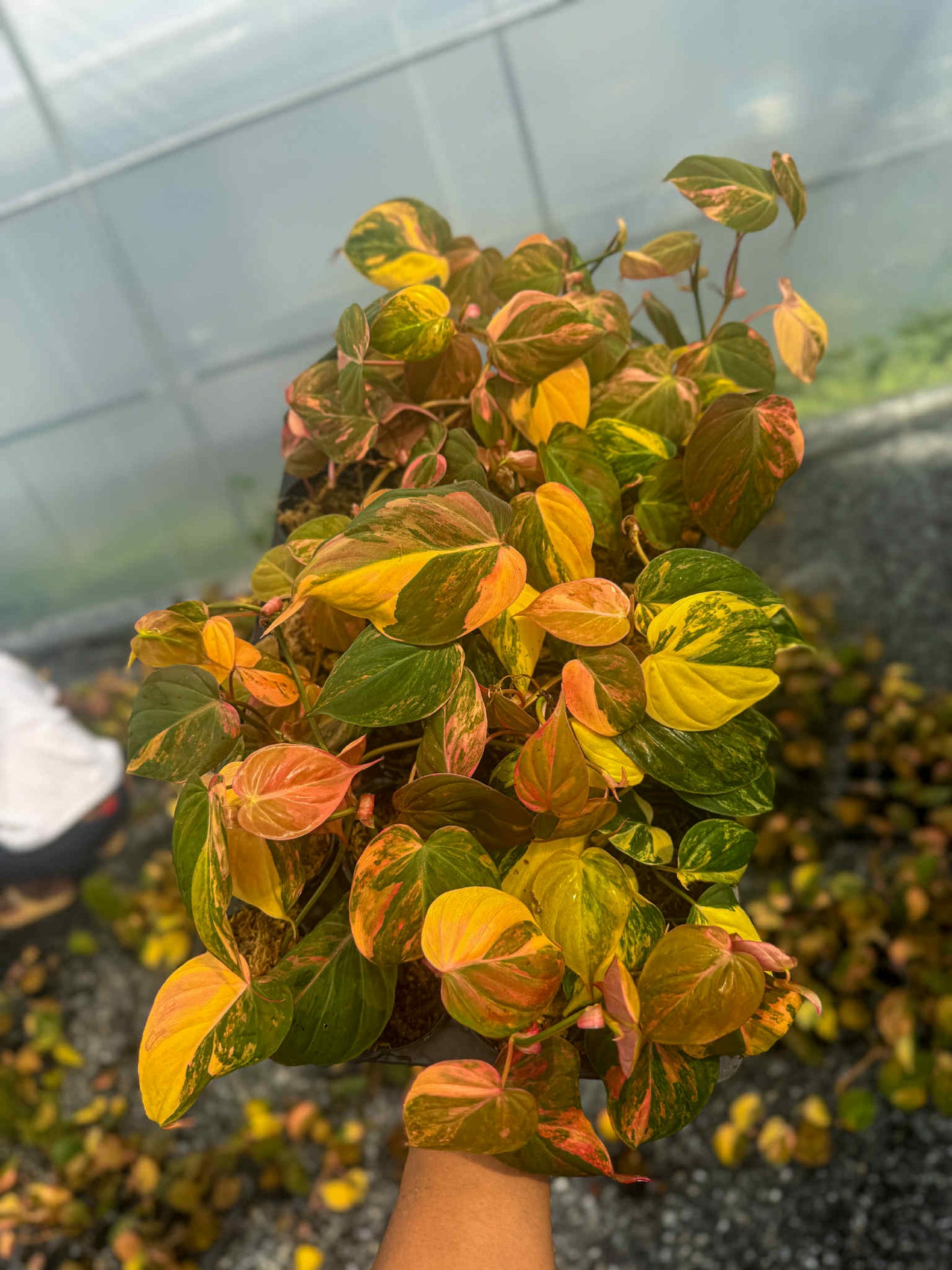 Philodendron Micans Variegated Set of 10 plants