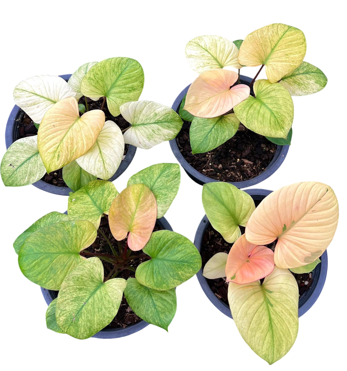 Homalomena Rubescens Peach Color – Set of 10 Plants