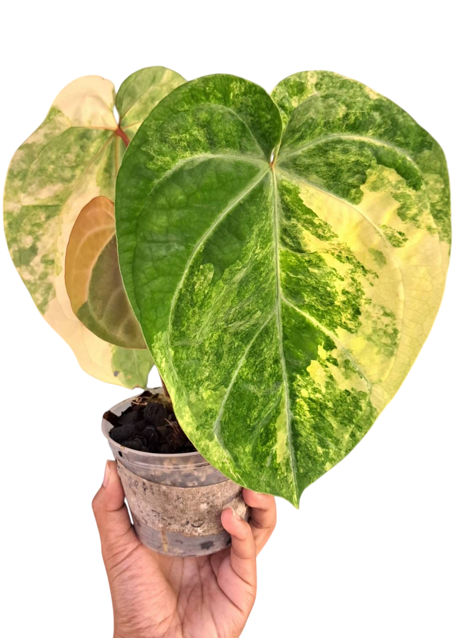 anthurium are from what country Anthurium Papillilamimun × Magnificum Silver × forgetii