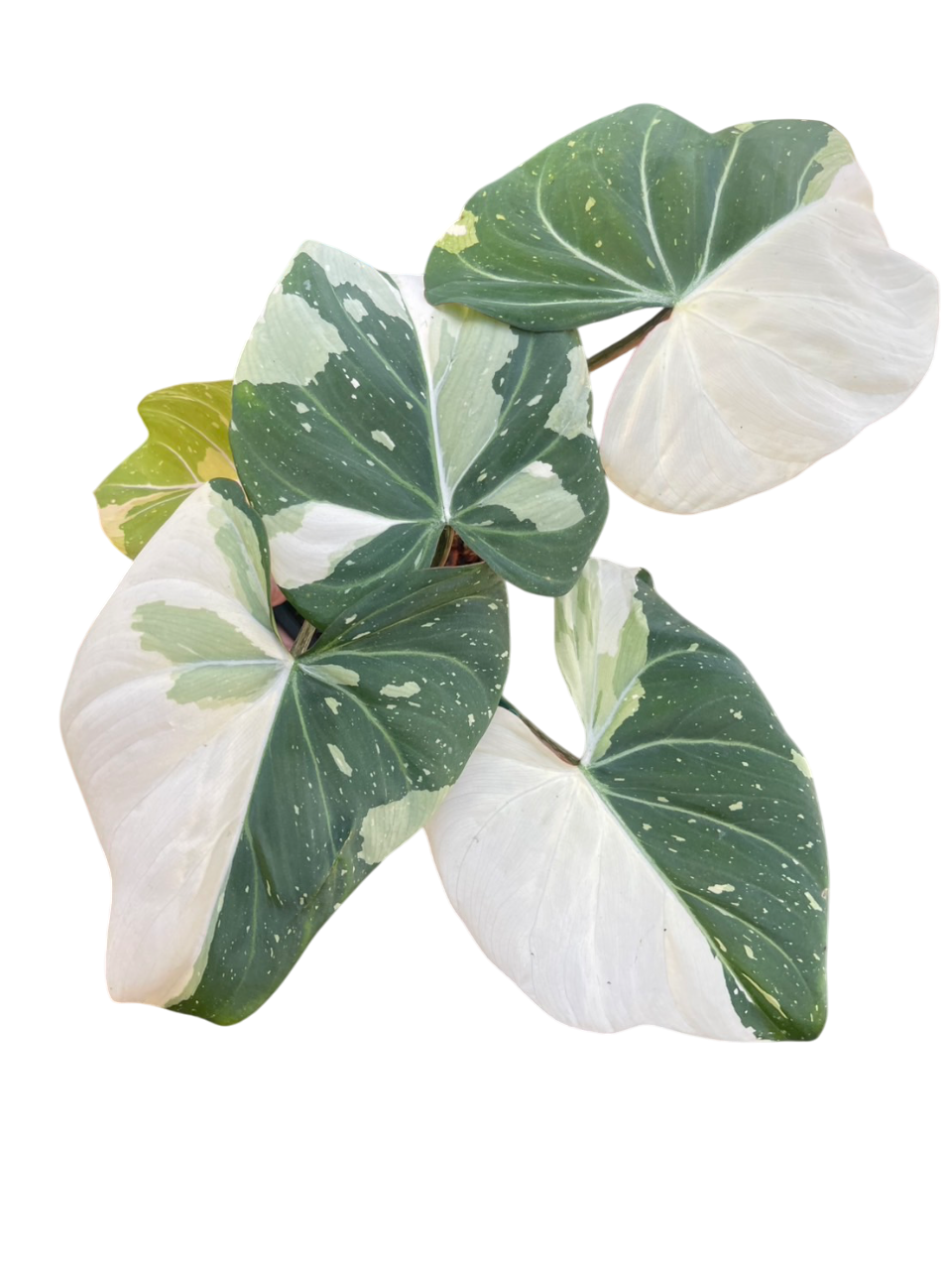 philodendron tri color Philodendron Gloriosum Tricolor Variegated – Lucky Plants Thailand