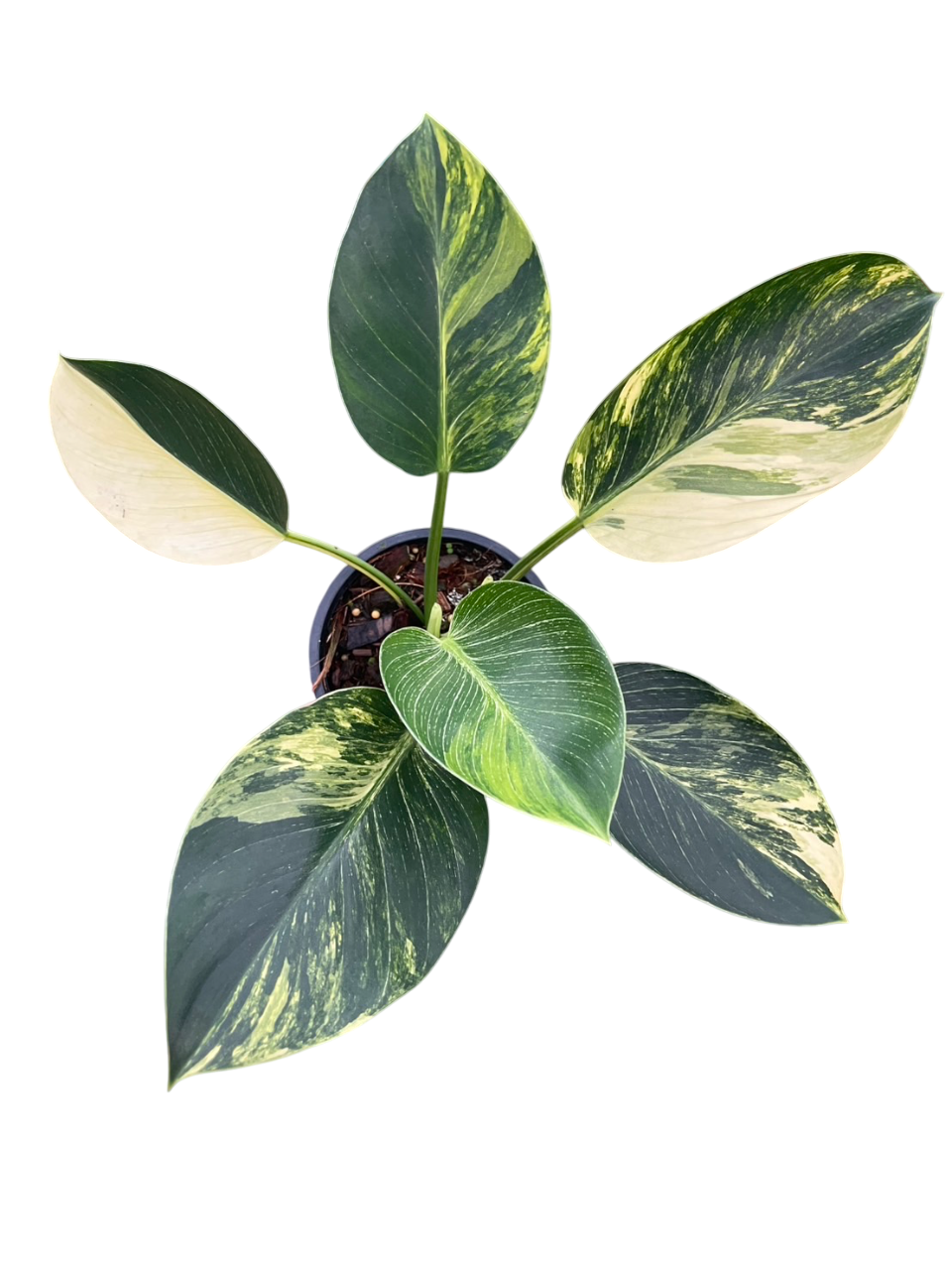 Philodendron Birkin Aurea Variegata