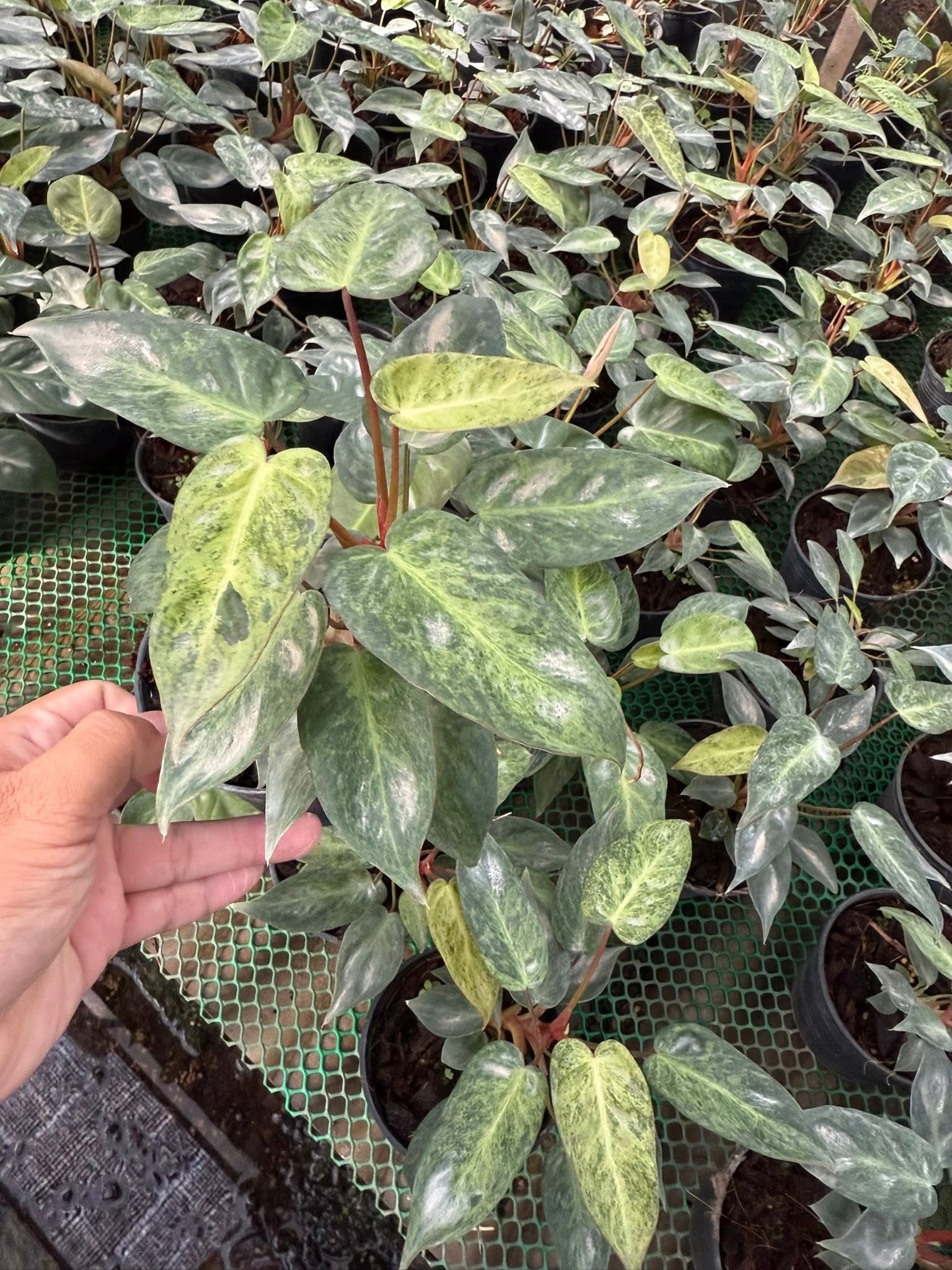 buy philodendron thailand Philodendron El Choco x Billietiae Hybrid Set of 5 Plants