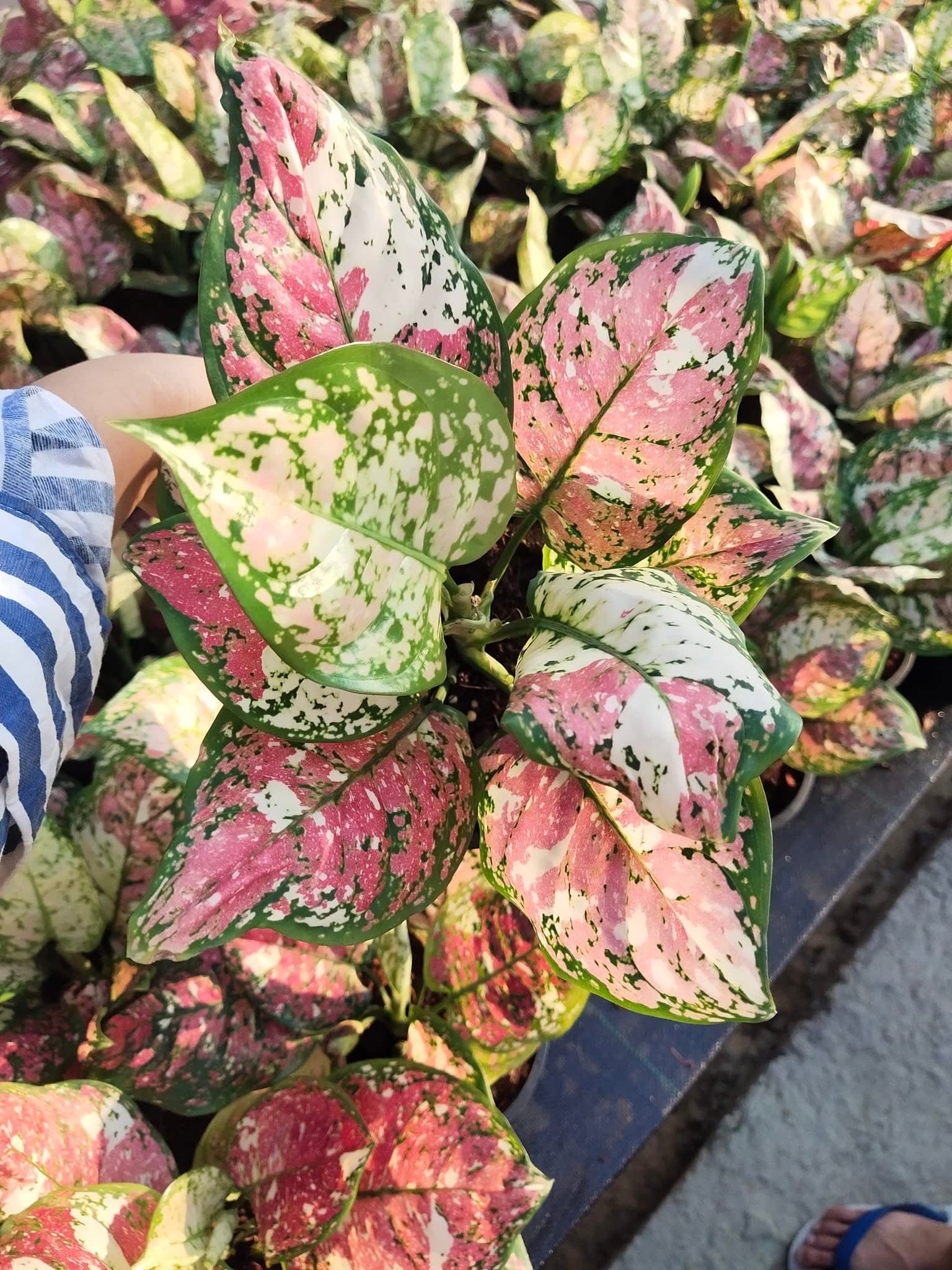 aglaonema tri color Aglonema tricolor var. set10 plants