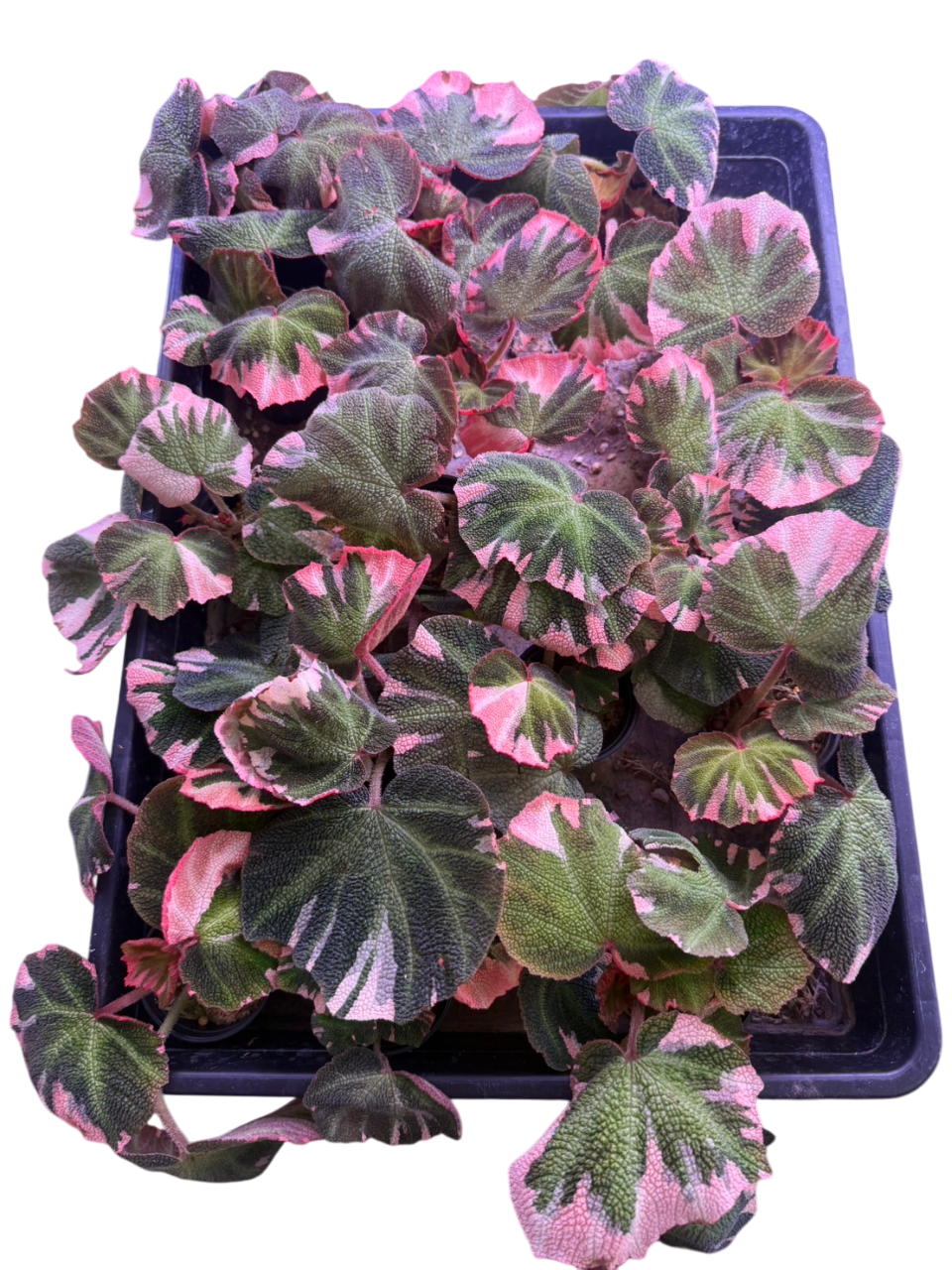 Begonia Soli Mutata Variegated Set of 10 Plants – Lucky Plants Begonia Soli Mutata Variegated Set of 10 Plants – Lucky Plants