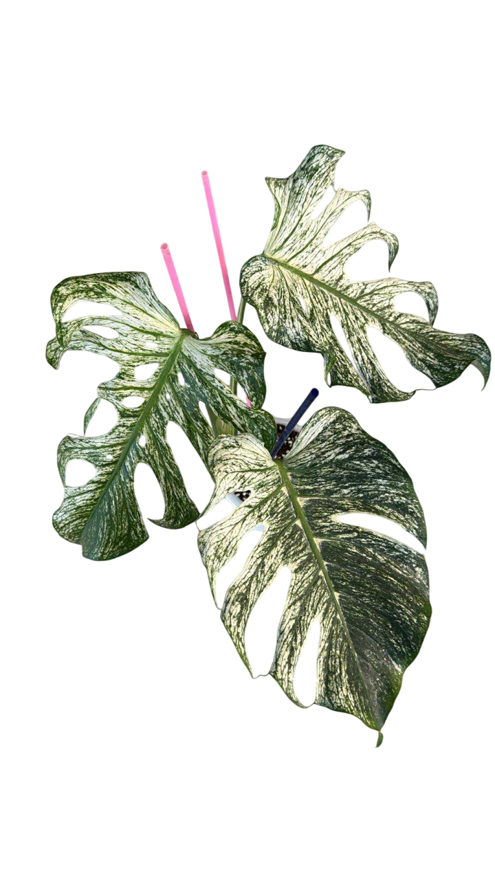 Monstera devil monster