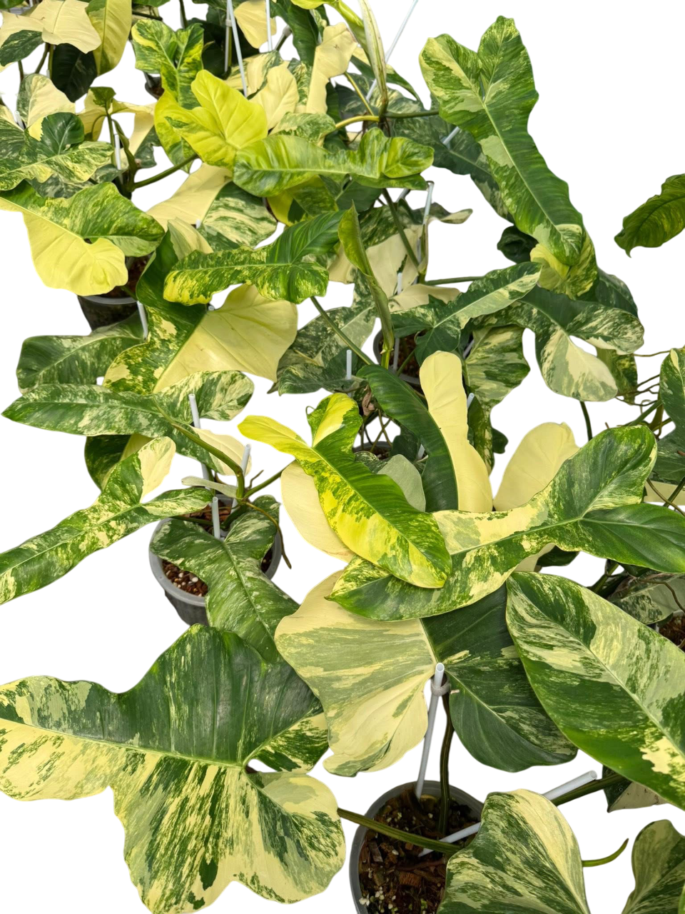 Philodendron Floridabeauty x Paraiso