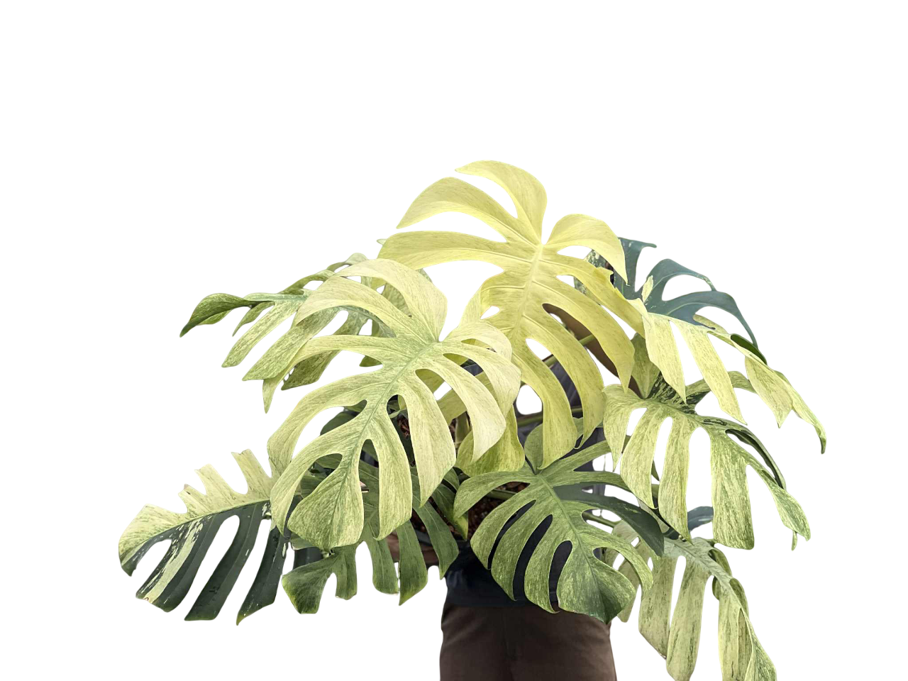 Monstera Borsigiana Mint Big Mature Whole Plant