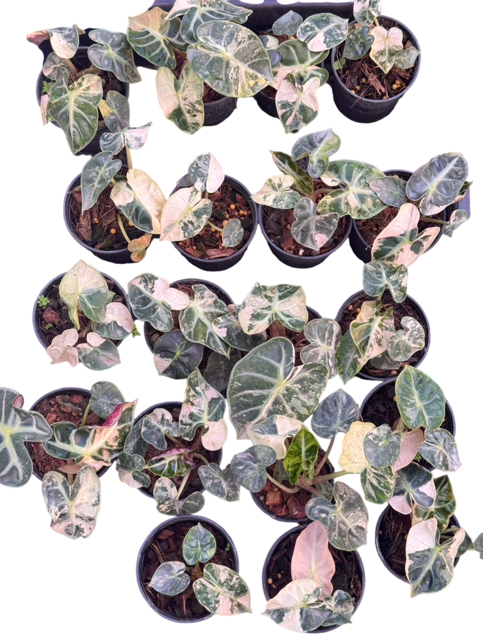 Alocasia Heart Balloon Pink Variegated (Set of 5)