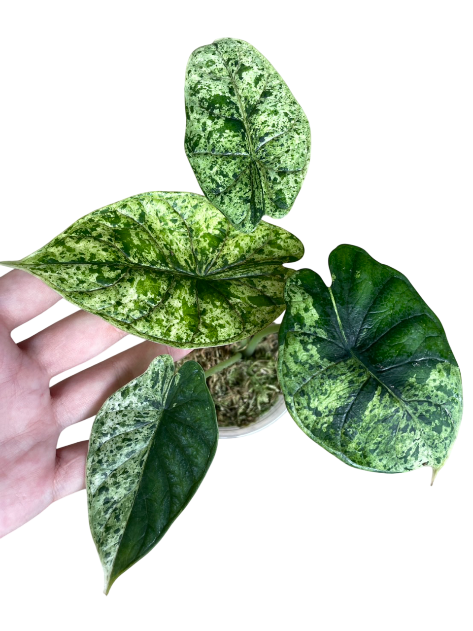 Alocasia Dragon Scale Mint Marble Variegated