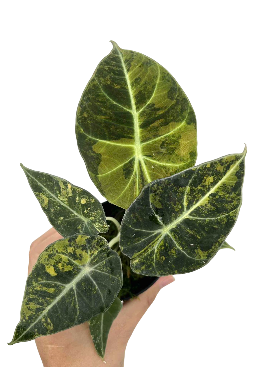 Alocasia Black Velvet “Gold” Variegated Set of 3 plants