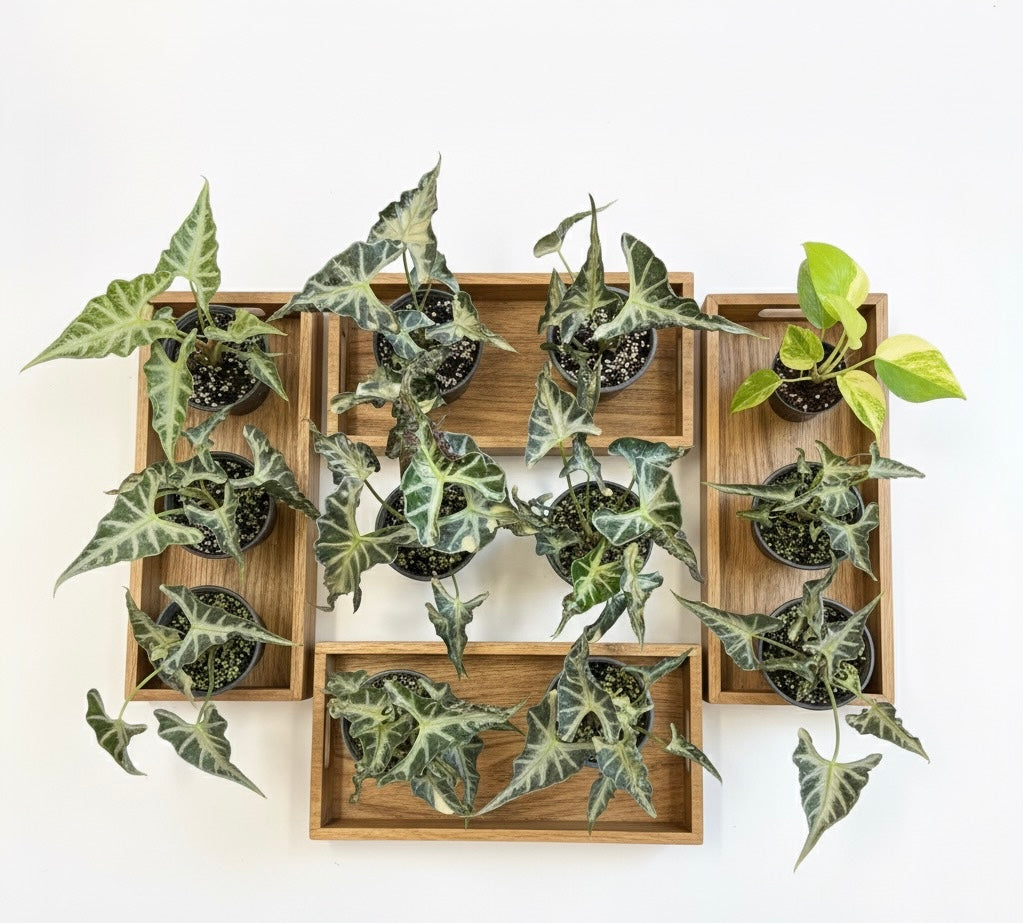 Alocasia Loco – Wholesale Set of 5 Plants