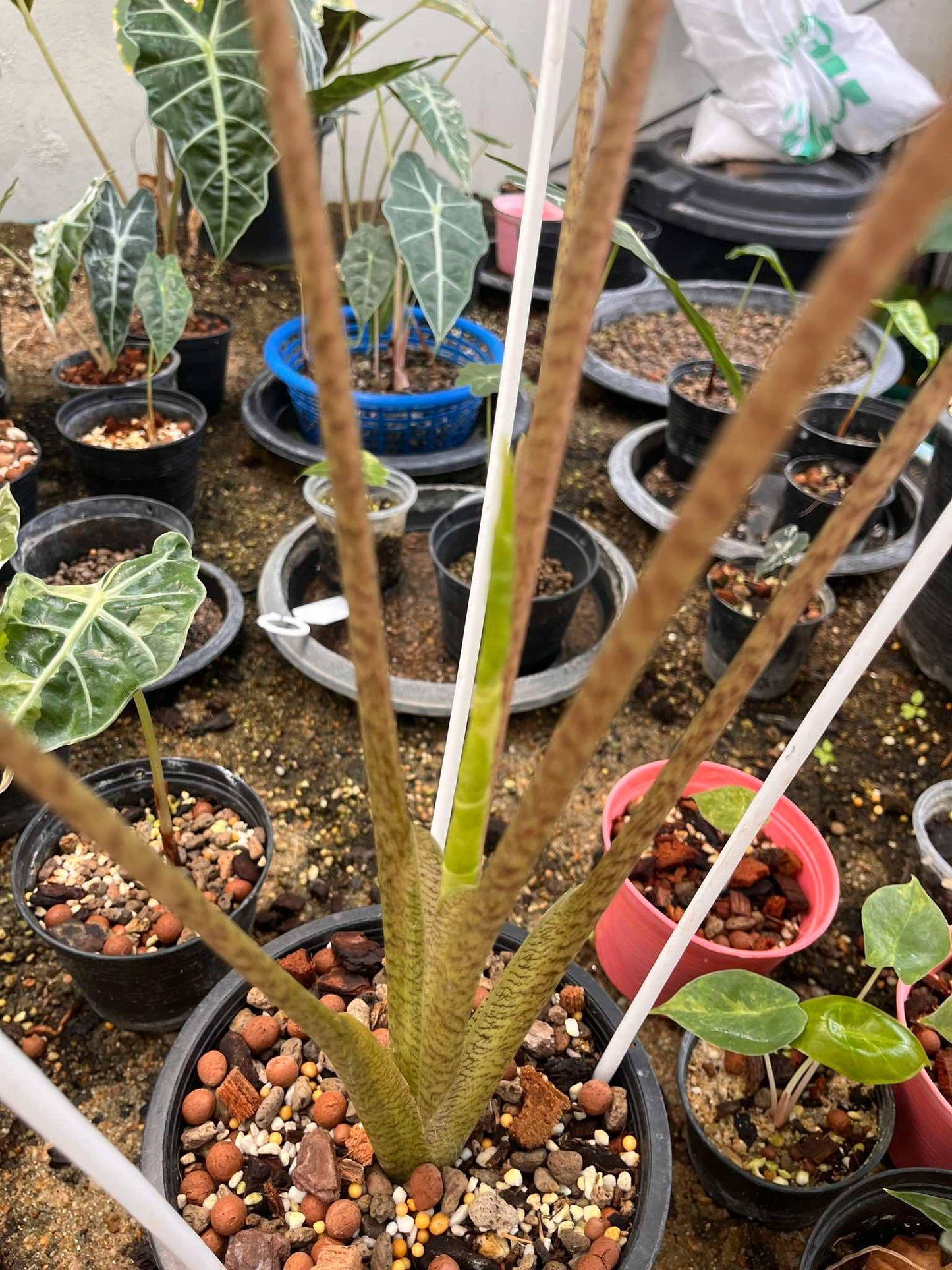 Alocasia Pseudosanderiana Albo Pink Variegated