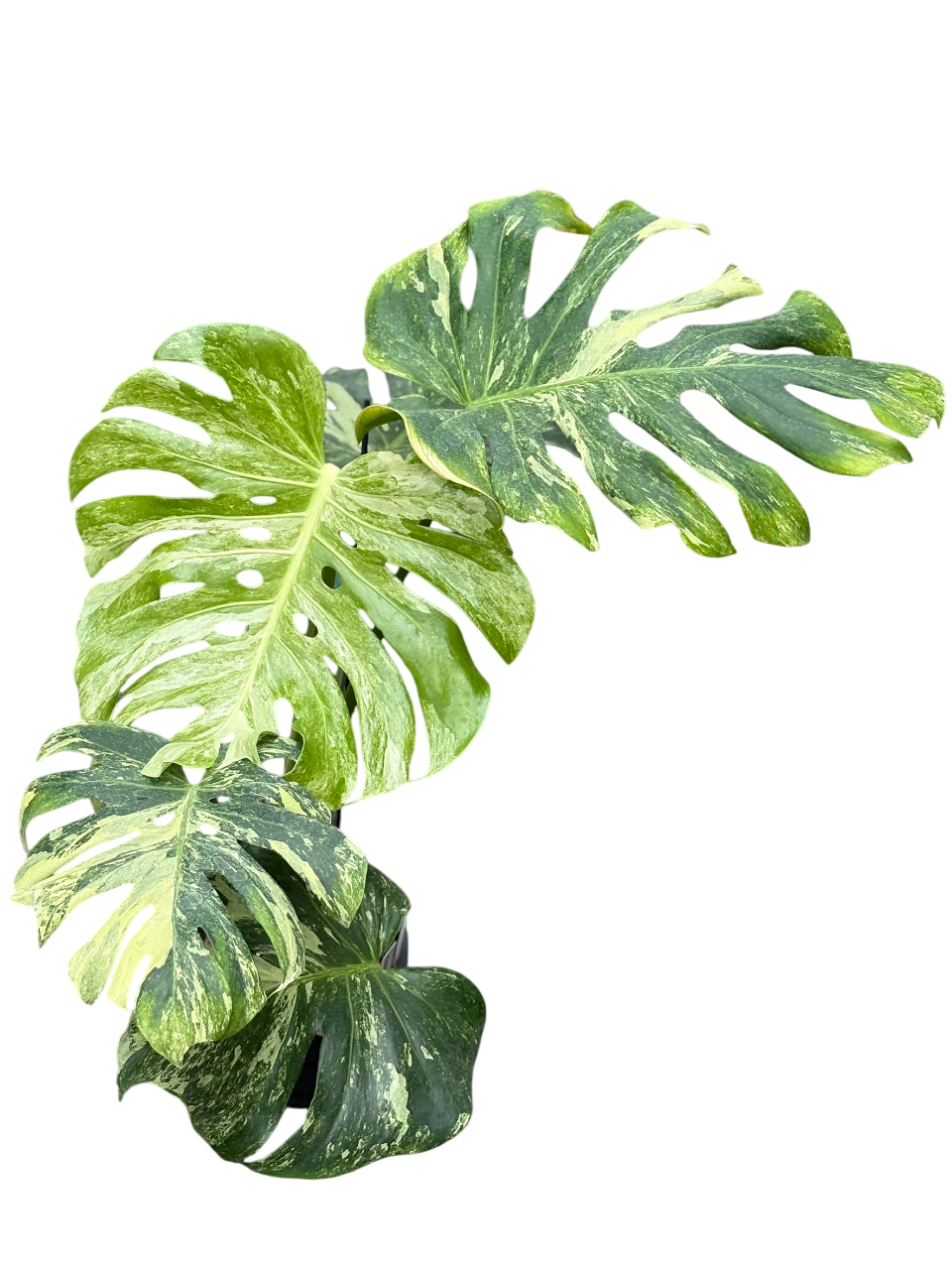 Monstera Deliciosa Ocean Mint