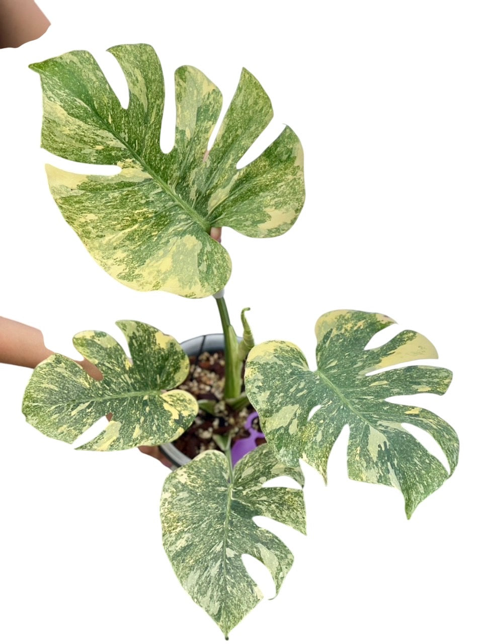monstera deliciosa legacy Monstera Thai Constellation Legacy – Lucky Plants Thailand