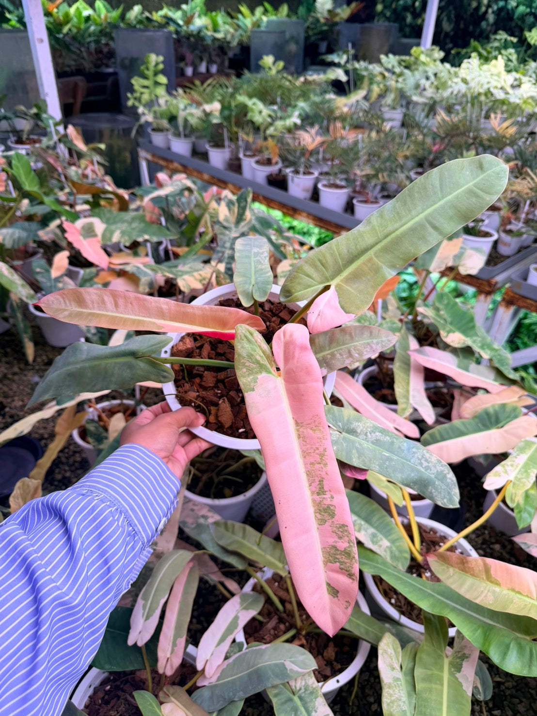 Rare Philodendron Atabapoense Pink Variegated