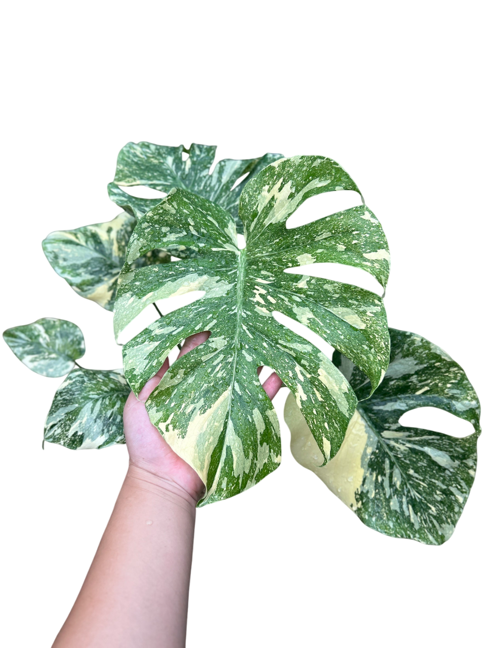 Monstera Deliciosa “White Snow” – Lucky Plants Thailand