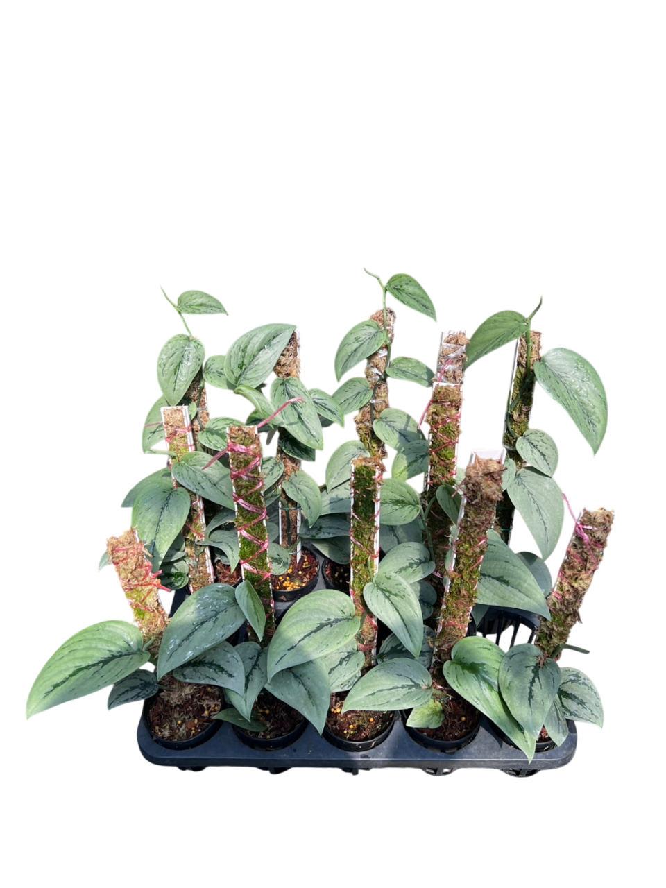 Scindapsus silver army -Set of 10 plants