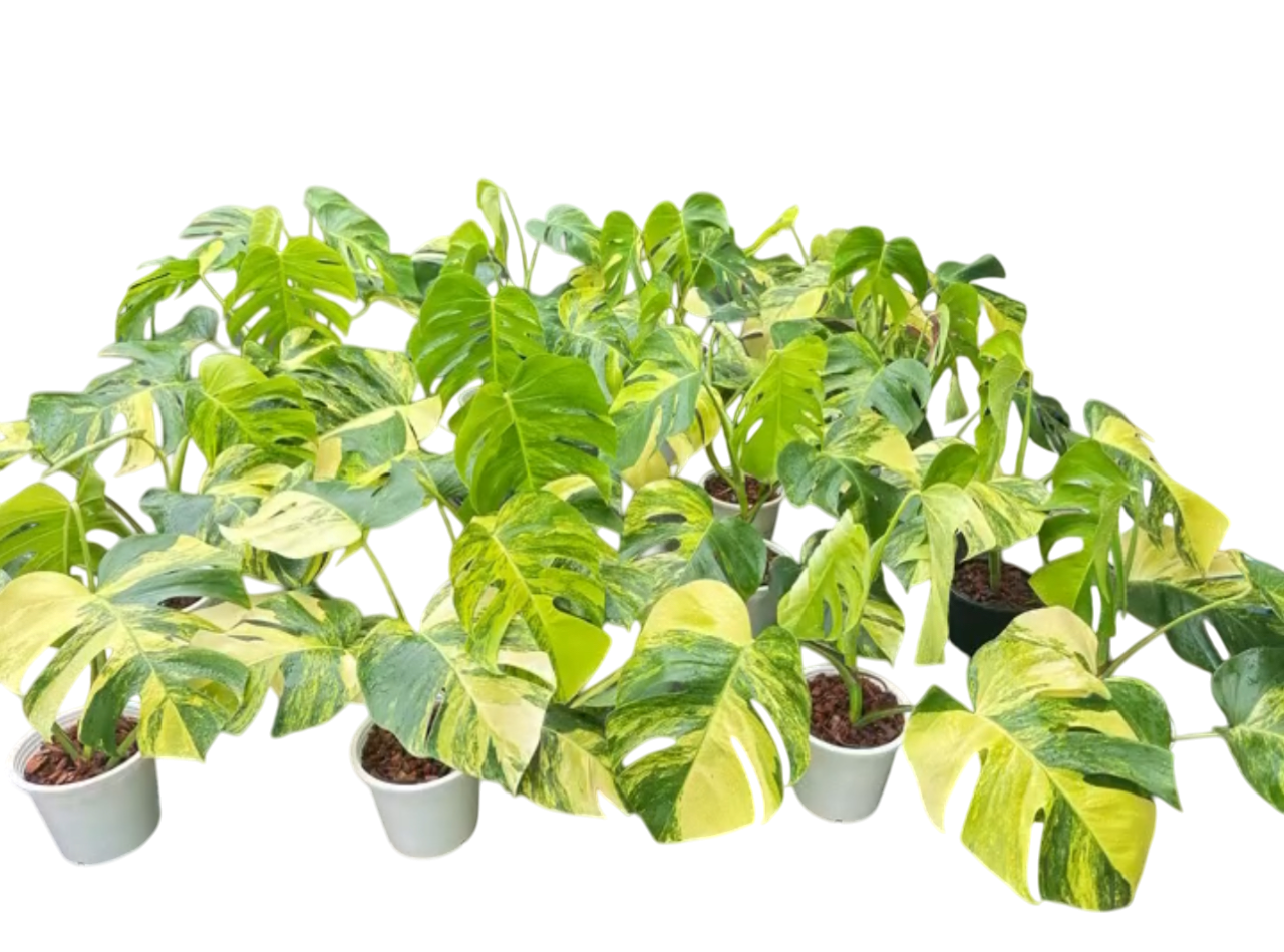 Monstera Aurea Borsigiana Variegated (3-4Leaves)set of 10 plants