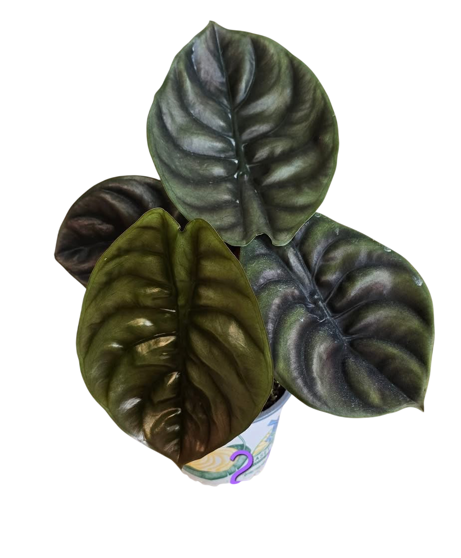 Alocasia cuprea red secret-Set of 10 plants