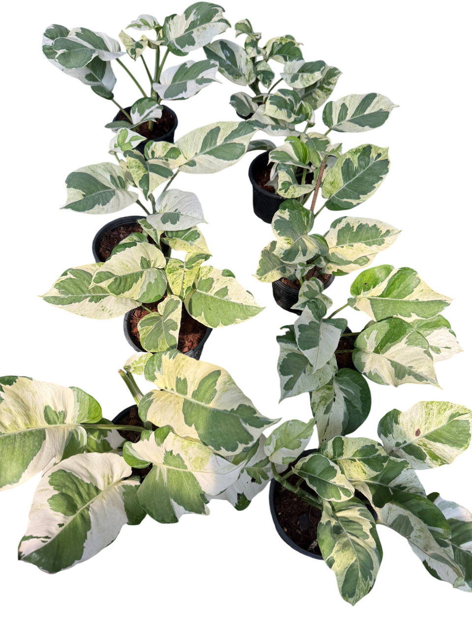 pothos plant lucky Epipremnum N’joy Big Leaves. Set of 10 plants