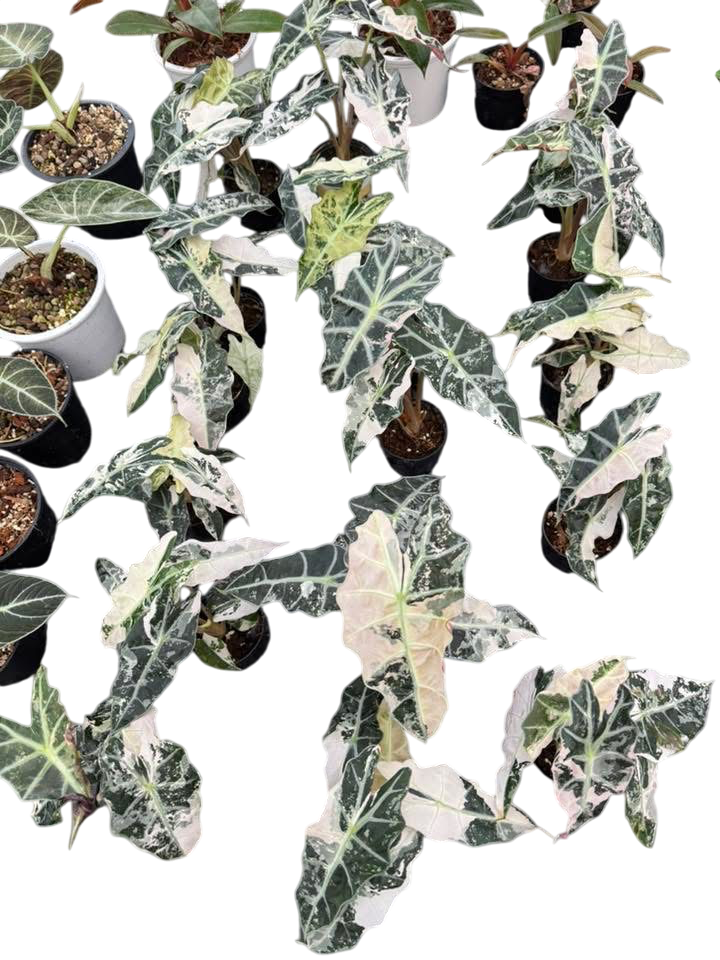 Alocasia Amazonica Albo Variegated Set of 5 plants