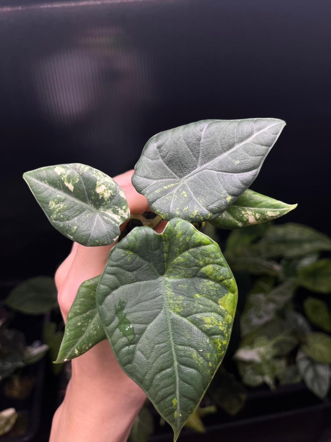 Alocasia Maharani Gold Variegated