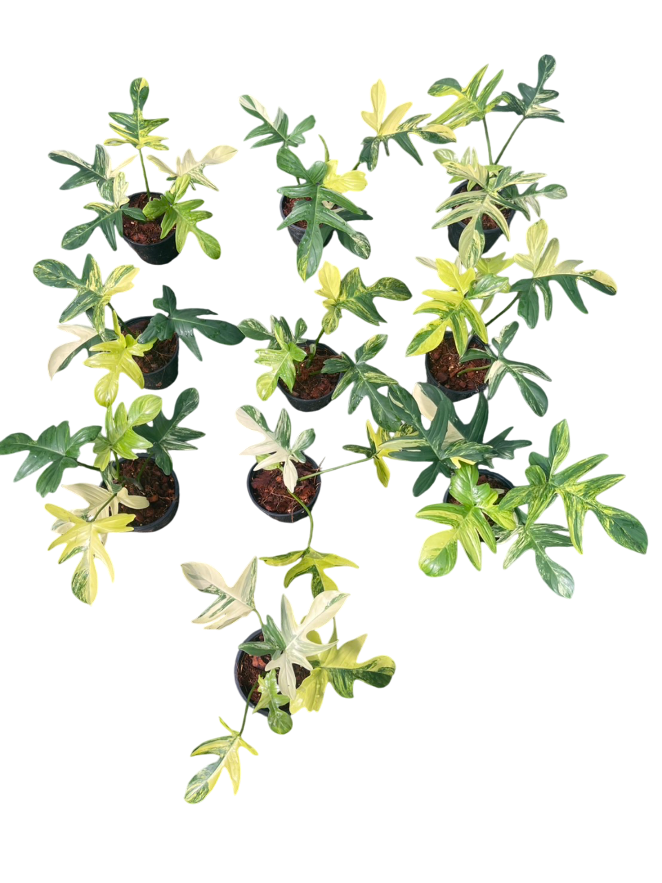 Philodendron Pedatum Variegated