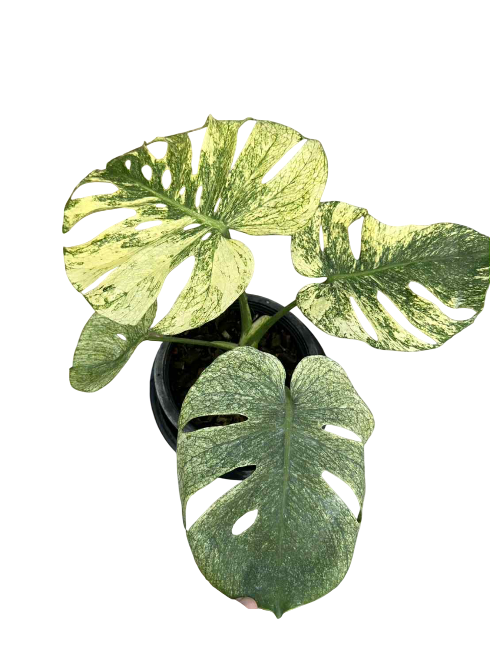 Monstera Deliciosa “Mint Siam”