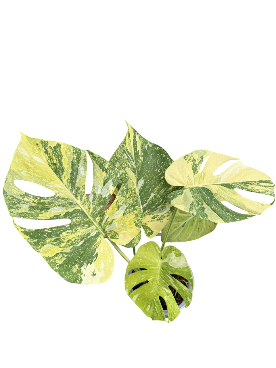 rare monstera plants Monstera deliciosa miracle tricolor.(rare plant) – Lucky Plants Thailand