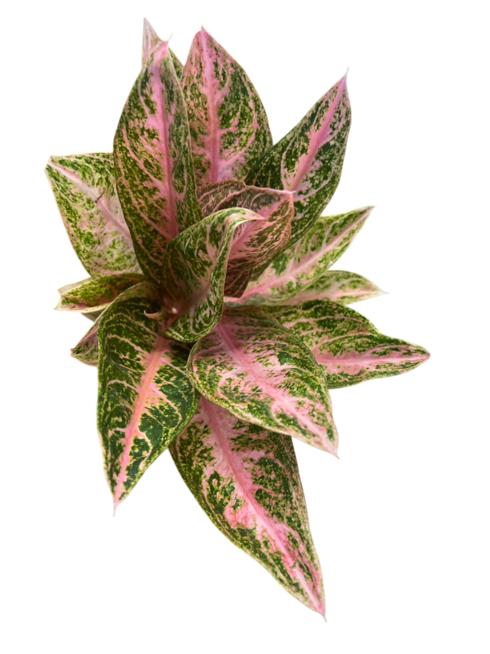 thai aglaonema Aglaonema paulina -Set of 10 plants