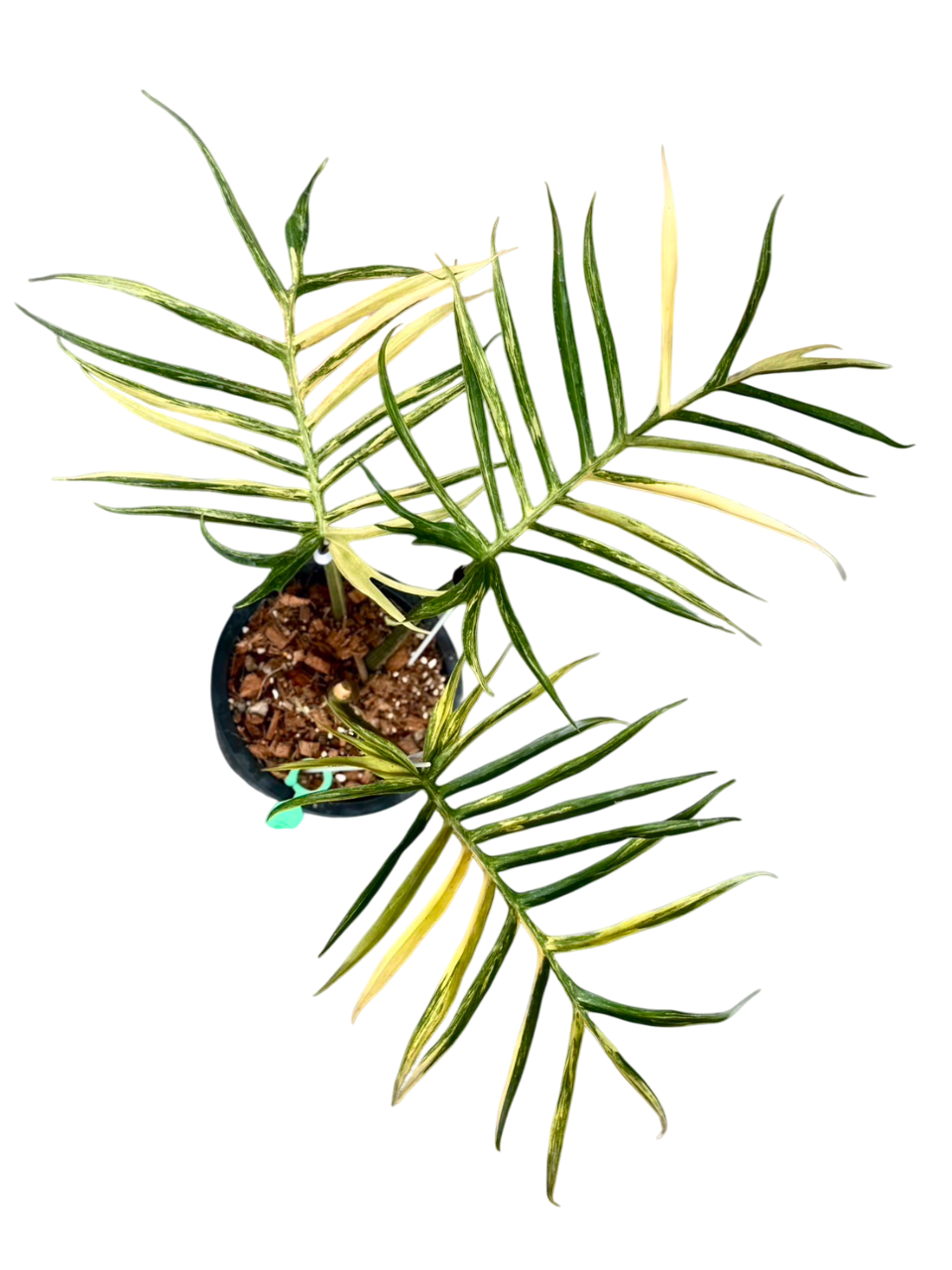 Philodendron Tortum Variegated