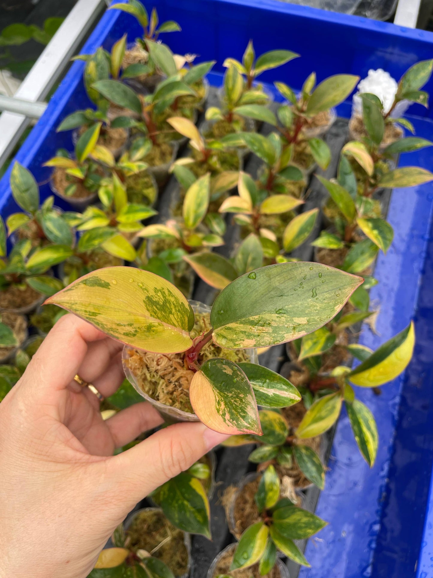Philodendron Red Congo Variegated - Set of 10 Plants