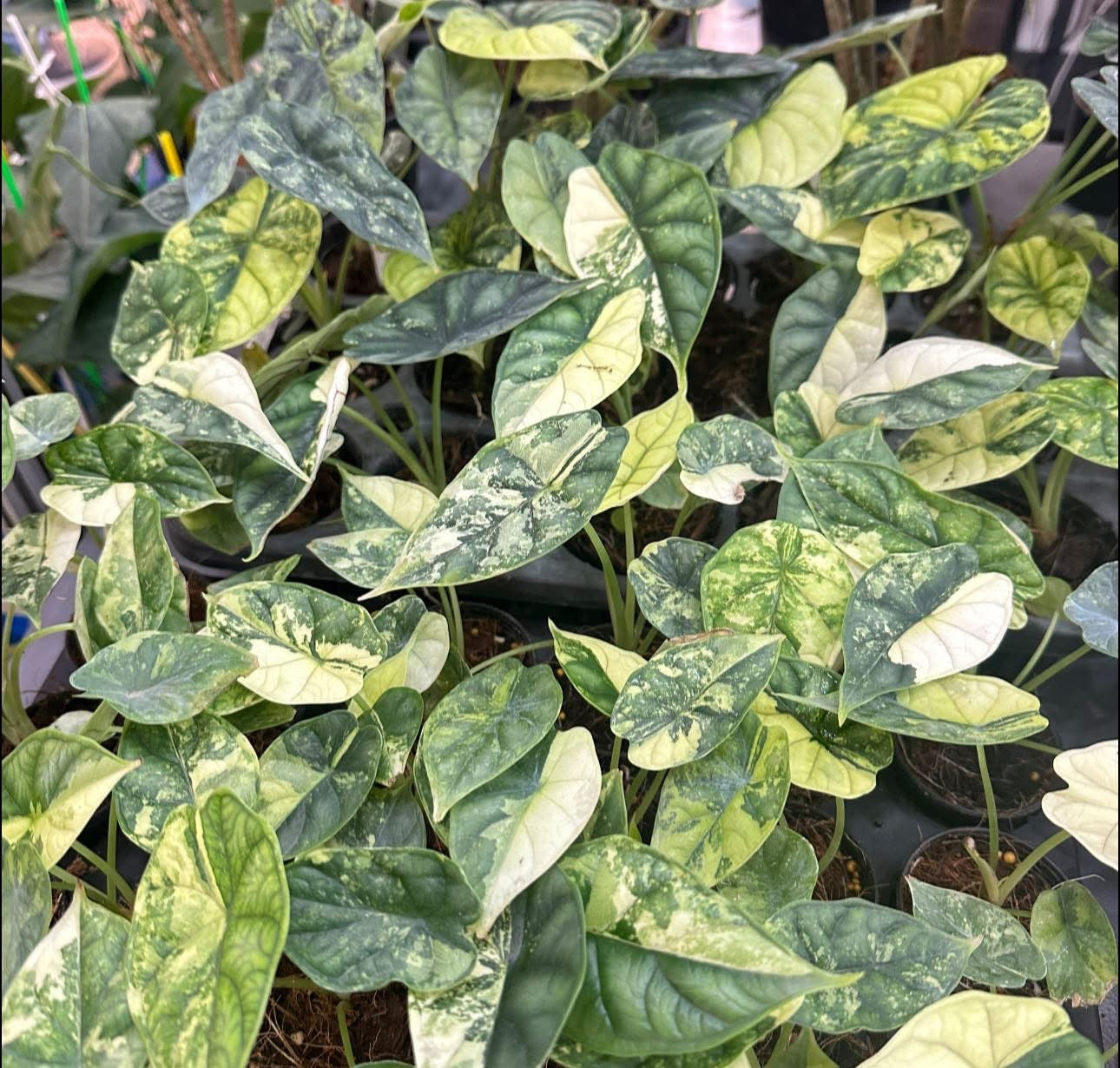 Alocasia Dragon Scale Variegated – Set of 10 Plants