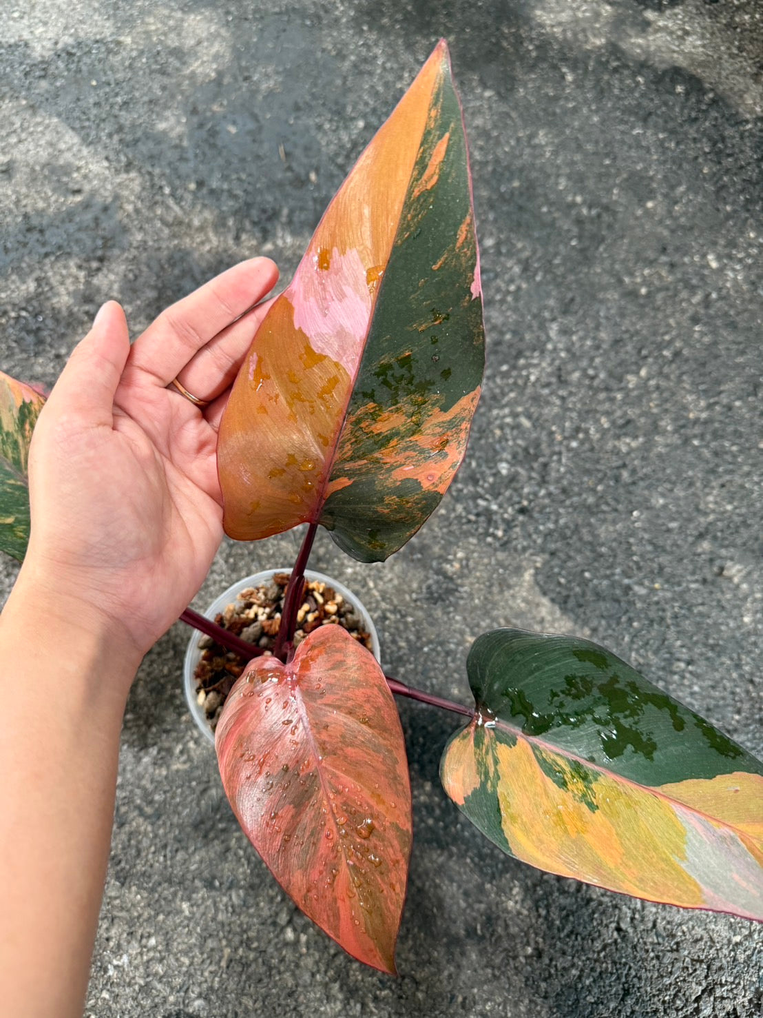 Philodendron pink princess tricolor var.