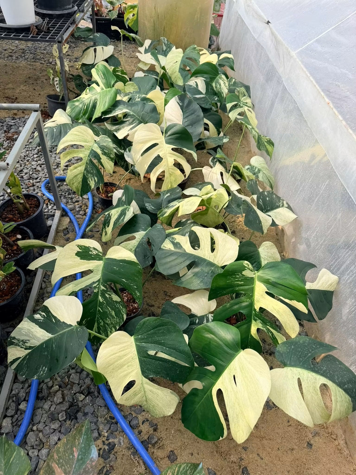 Monstera Borsigiana Mint NOID - Wholesale of 10 Plants